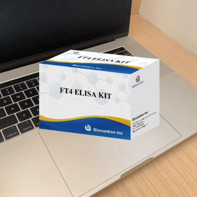 Untuk Laboratorium atau Rumah Sakit High Precision Free Thyroxine FT4 Elisa Test Kit