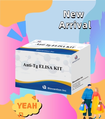 Elisa Diagnostic Kit Untuk Antibodi Antithyroglobulin Manusia Anti-Tg Untuk Rumah Sakit Dan Laboratorium