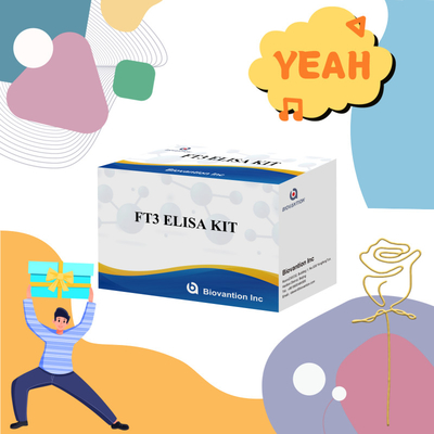 FT3 Free Triiodothyronine Untuk Kit Reagen Diagnostik Manusia Dengan 96T Tes ELISA Untuk Laboratorium Rumah Sakit Klinik
