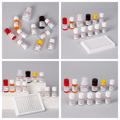 β-hCG ((Quantitative) 1 Jam Elisa Test Kit untuk Sensitivitas dan Spesifisitas Antibodi