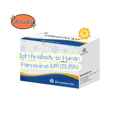 Antibodi Untuk Parvovirus Manusia B19 IgM ELISA Test Kit Diagnostic Kit