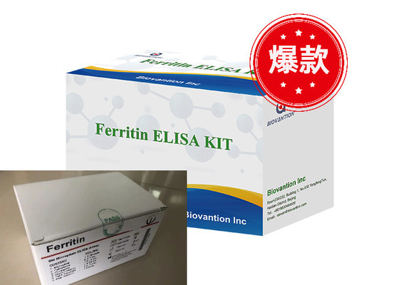Ferritin Elisa Test Kit Produk Terkait Enzim Waktu Pengangkutan Pendek Kualitas Tinggi