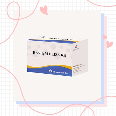 HAV IgM Elisa Test Hepatitis Kit Diagnostik In Vitro Immunoassay