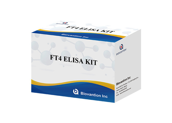 FT4 Kit Tes Elisa Kit Immunoassay Terkait Enzim Thyroxin Bebas Tes Kuantitatif