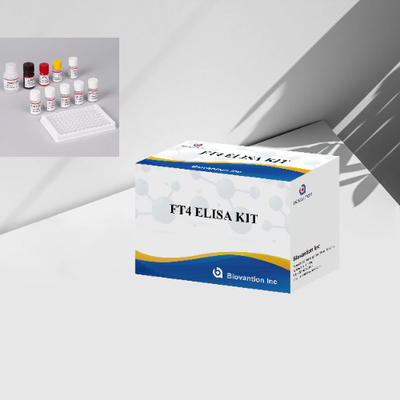 FT4 Kit Tes Elisa Kit Immunoassay Terkait Enzim Thyroxin Bebas Tes Kuantitatif
