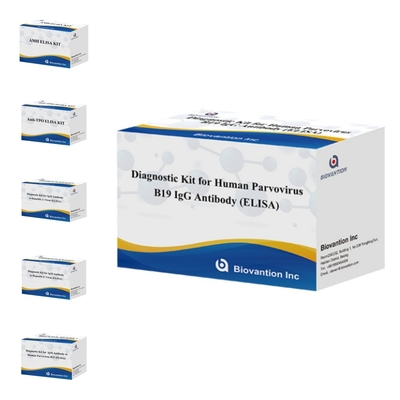 Pabrik Jual Langsung Kit B19 ELISA Untuk Manusia Parvovirus B19 IgM Antibodi Elisa Test Kit Dengan 96T