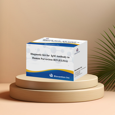 Pabrik Jual Langsung Kit B19 ELISA Untuk Manusia Parvovirus B19 IgM Antibodi Elisa Test Kit Dengan 96T