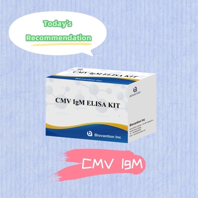 Biovantion High-Sensitivity CMV ELISA Reagent Kit untuk Deteksi Antibodi Sitomegalovirus   IgG/IgM Testing