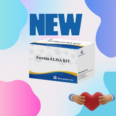 Biovantion Sensitivitas Tinggi Ferritin Elisa Test Kit Deteksi Kuantitatif untuk Diagnosis Klinis dan Penelitian Gunakan Sampel Plasma Serum Manusia