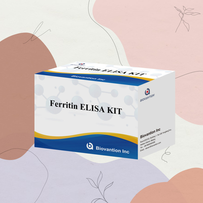 Biovantion Sensitivitas Tinggi Ferritin Elisa Test Kit Deteksi Kuantitatif untuk Diagnosis Klinis dan Penelitian Gunakan Sampel Plasma Serum Manusia