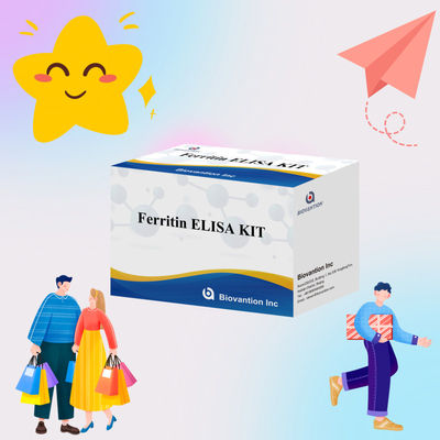 Biovantion Sensitivitas Tinggi Ferritin Elisa Test Kit Deteksi Kuantitatif untuk Diagnosis Klinis dan Penelitian Gunakan Sampel Plasma Serum Manusia