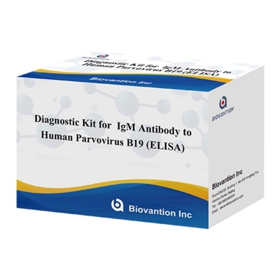 Kit Diagnostik untuk Parvovirus Manusia B19 IgM Antibodi ELISA Ideal untuk Erythema Infectiosum dan Komplikasi pada Kehamilan